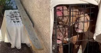 Faint Bark in Las Vegas Leads to Rescue of Pit Bull Mother and Her Puppies