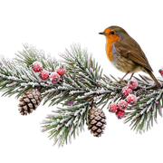 winter cervenka transparent