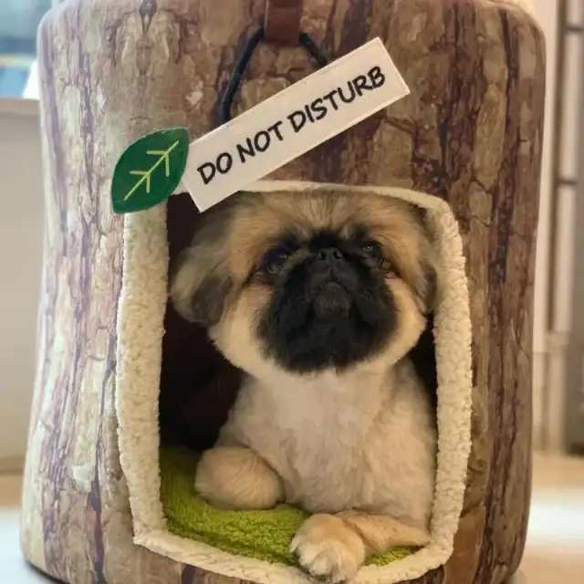 Bow-Wow-Dog-Grooming-6