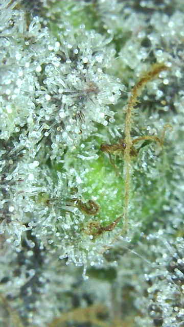Mimosa-9.jpg