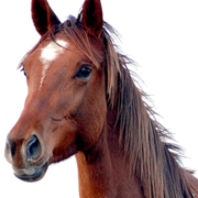 horse-PNG2519-result
