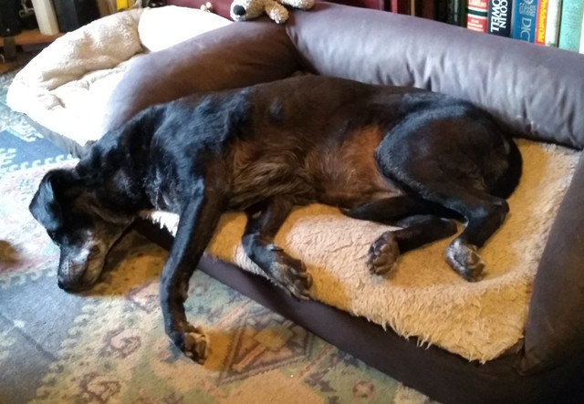 My 12 year old Labby girl