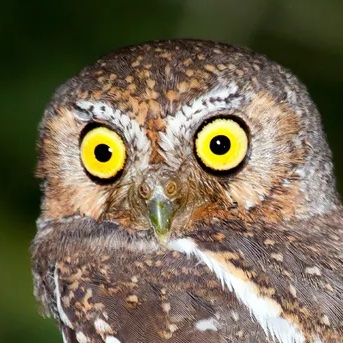 elf-owl-copy.jpg