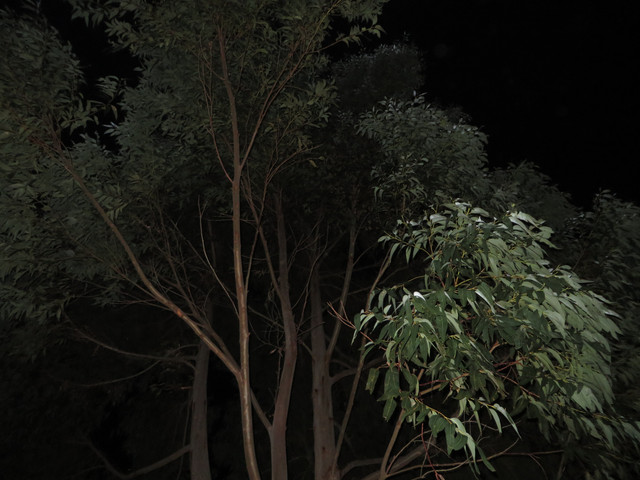 IMG-0048-proc-proc