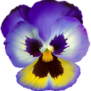Violet-Flower-Transparent-Clip-Art