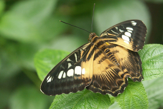 1280px-Parthenos-sylvia-philippensis