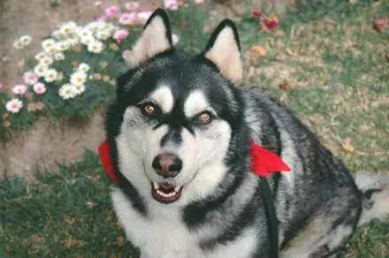 Discover Other Dog Breeds Similar to Huskies