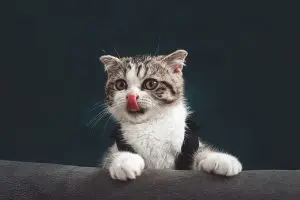 Top Catnip Balls for Playful Felines