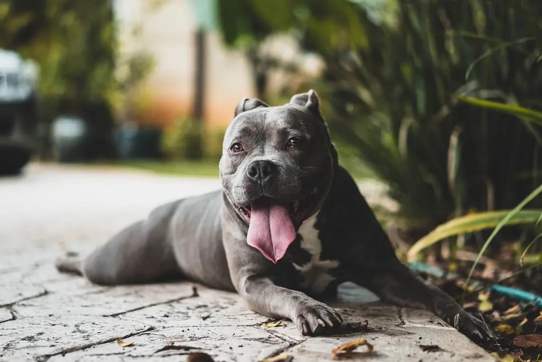 Pregnant Pit Bull's Heart of Gold Shines After Rescue