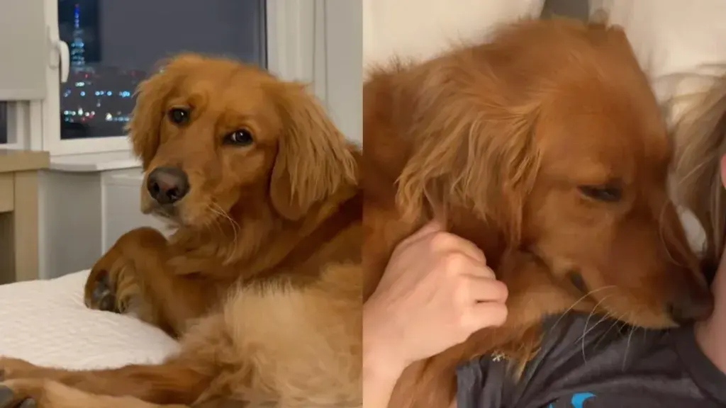 Golden Retriever Comforts Owner During Emotional Moment