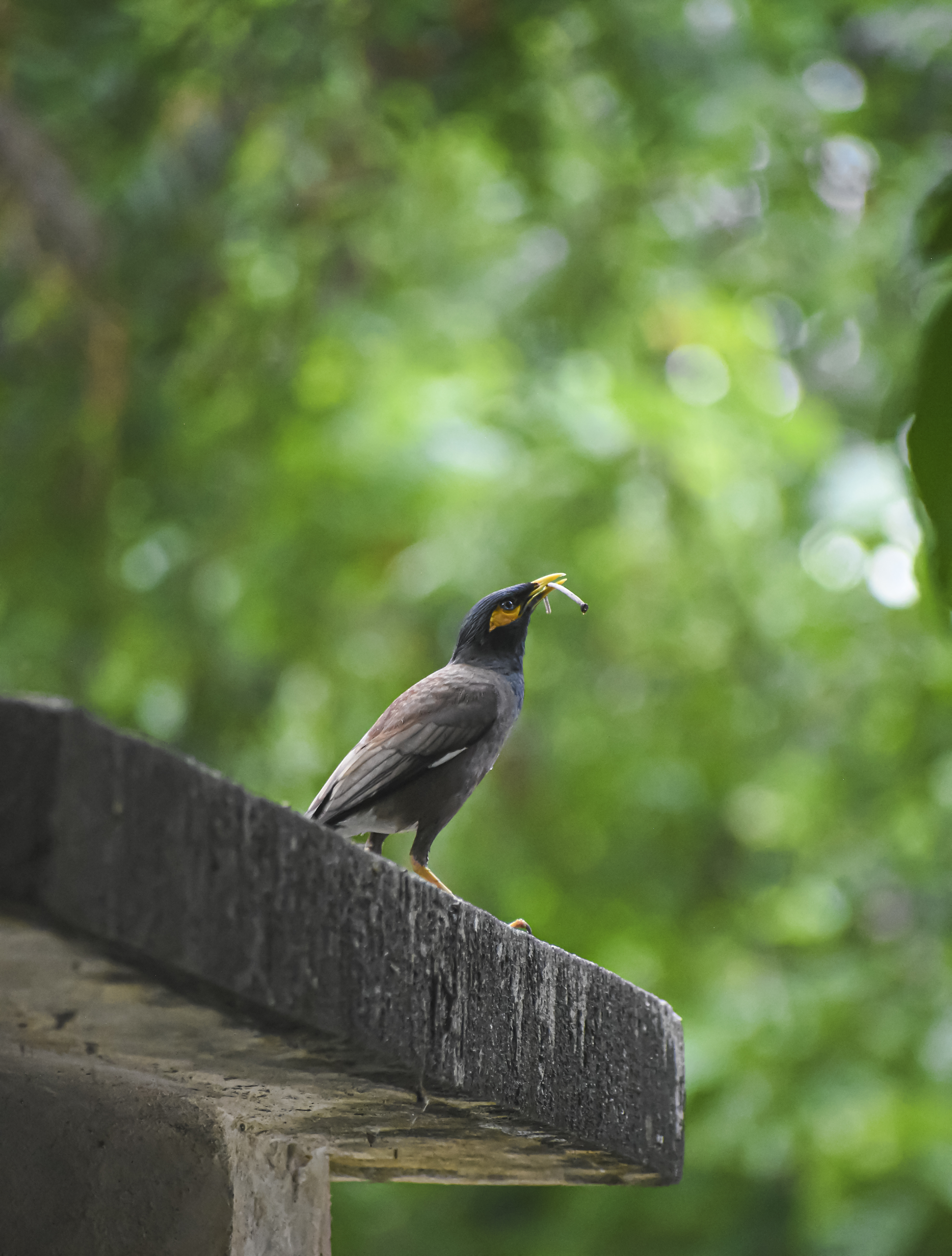 最近認識された鳥の写真