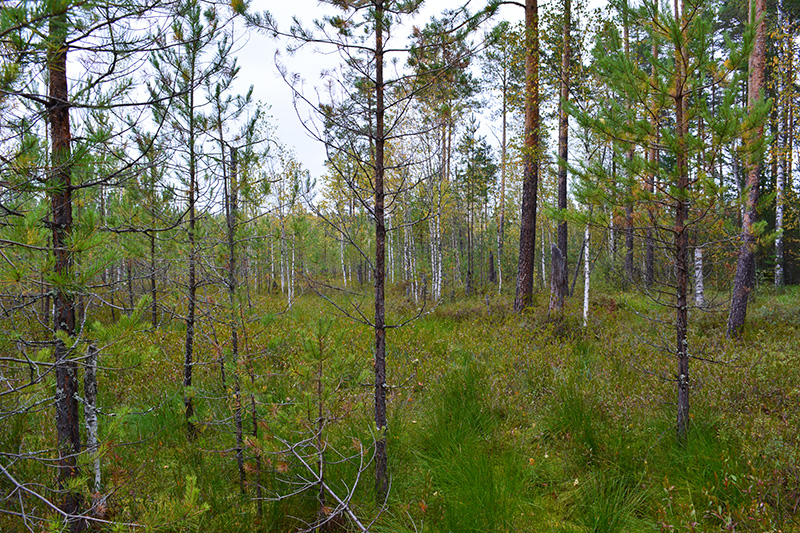 В лесу нужно смотреть под ноги)) DSC-0991