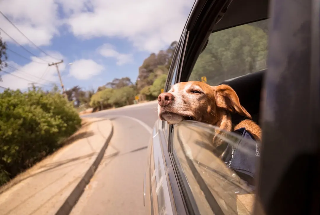 Mama Dog Leads Woman to Abandoned Puppies