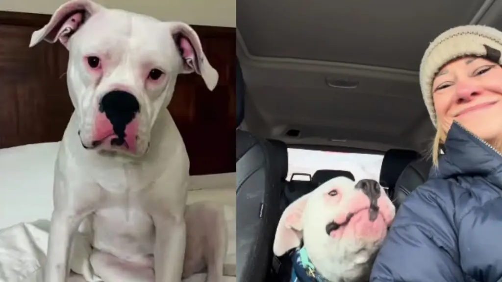 Shelter Dog Finds Voice After Adoption