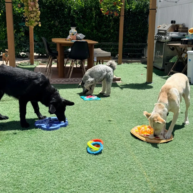 Dogs at Duke's Doggy Daycare