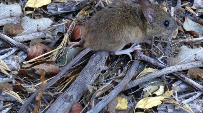 09.jpg Salta: 12 casos de hantavirus y cinco fallecidos