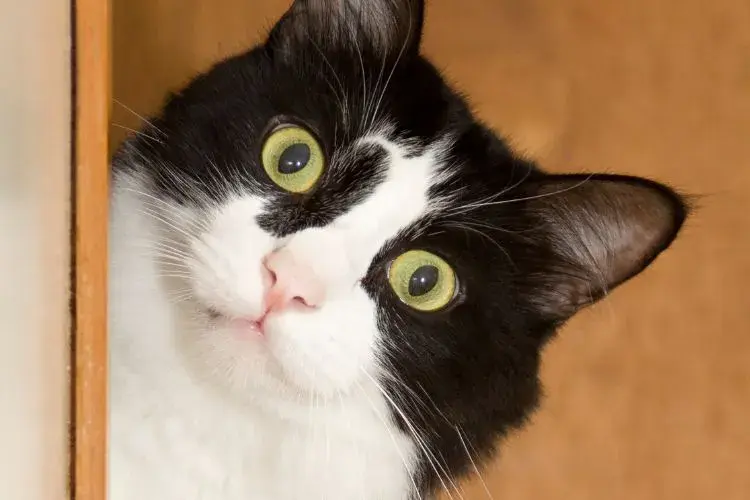 Plotting. Scheming. Napping. 10 Signs Your Cat Was a Supervillain in a Past Life
