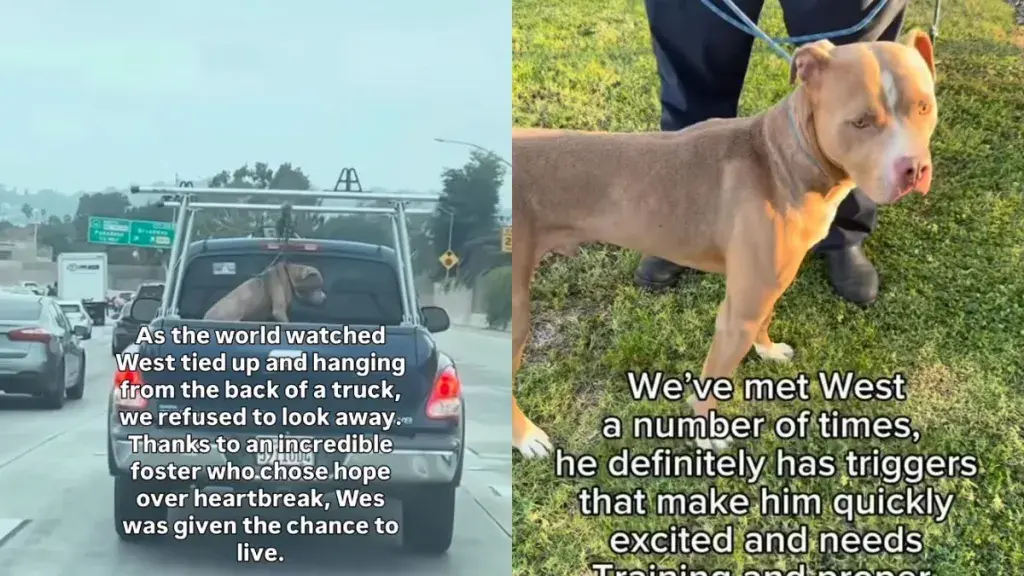 Rescue Dog's Life Almost Ended Until Someone Refused To Look Away
