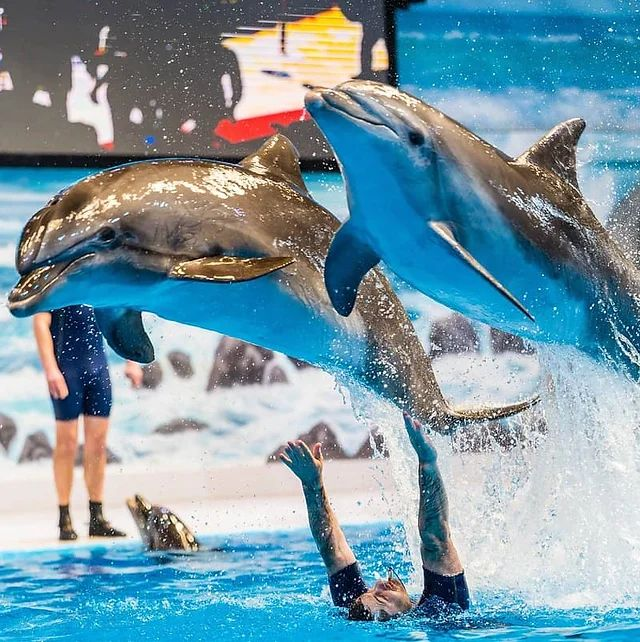 Dolphin Show