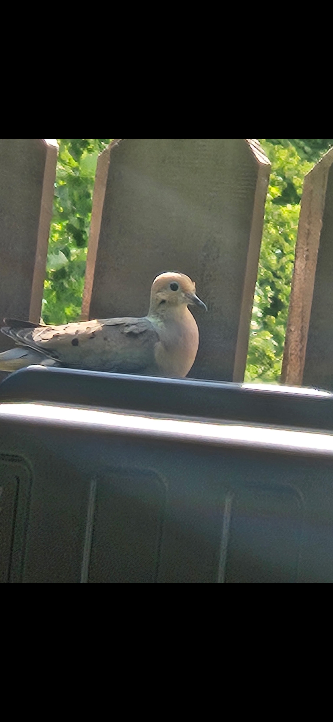 最近認識された鳥の写真