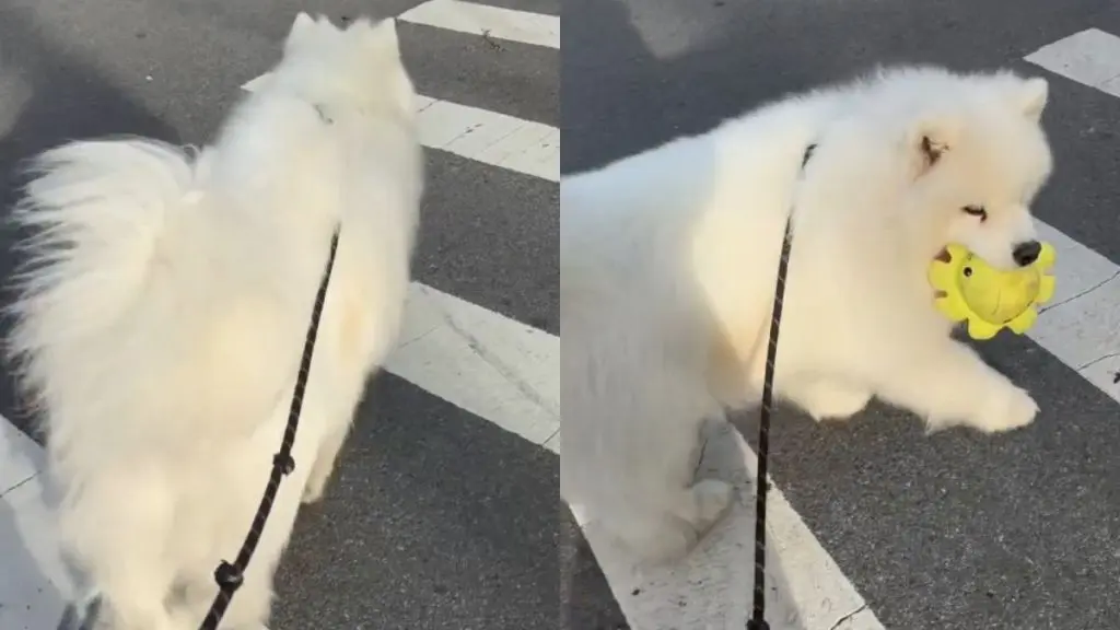 Dog Shows Loyalty with Toy While Walking Owner