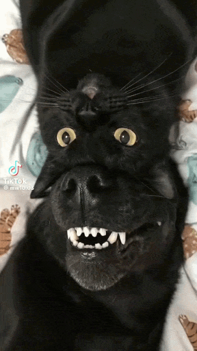 IMG-7281.gif