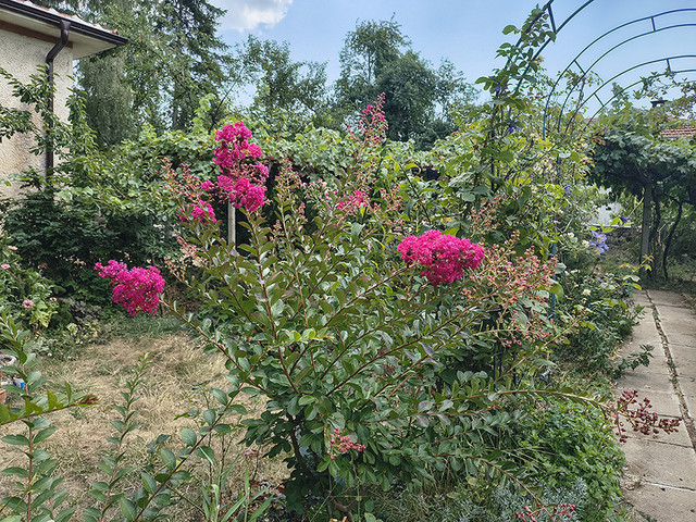 lagerstroemia.jpg
