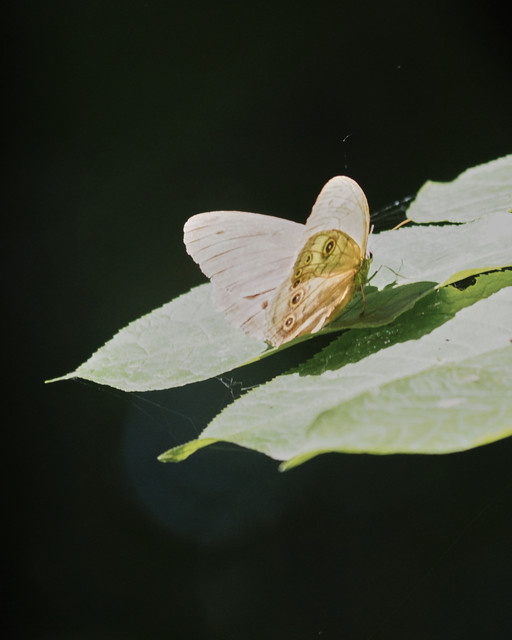 P8293411