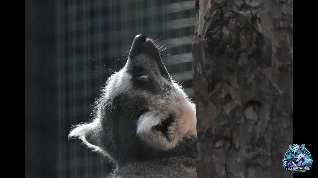 A ring-tailed lemur looking upwards.