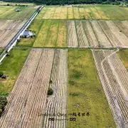 Sawah Air Papan5
