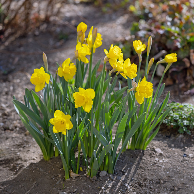 0-daffs-CAS05144