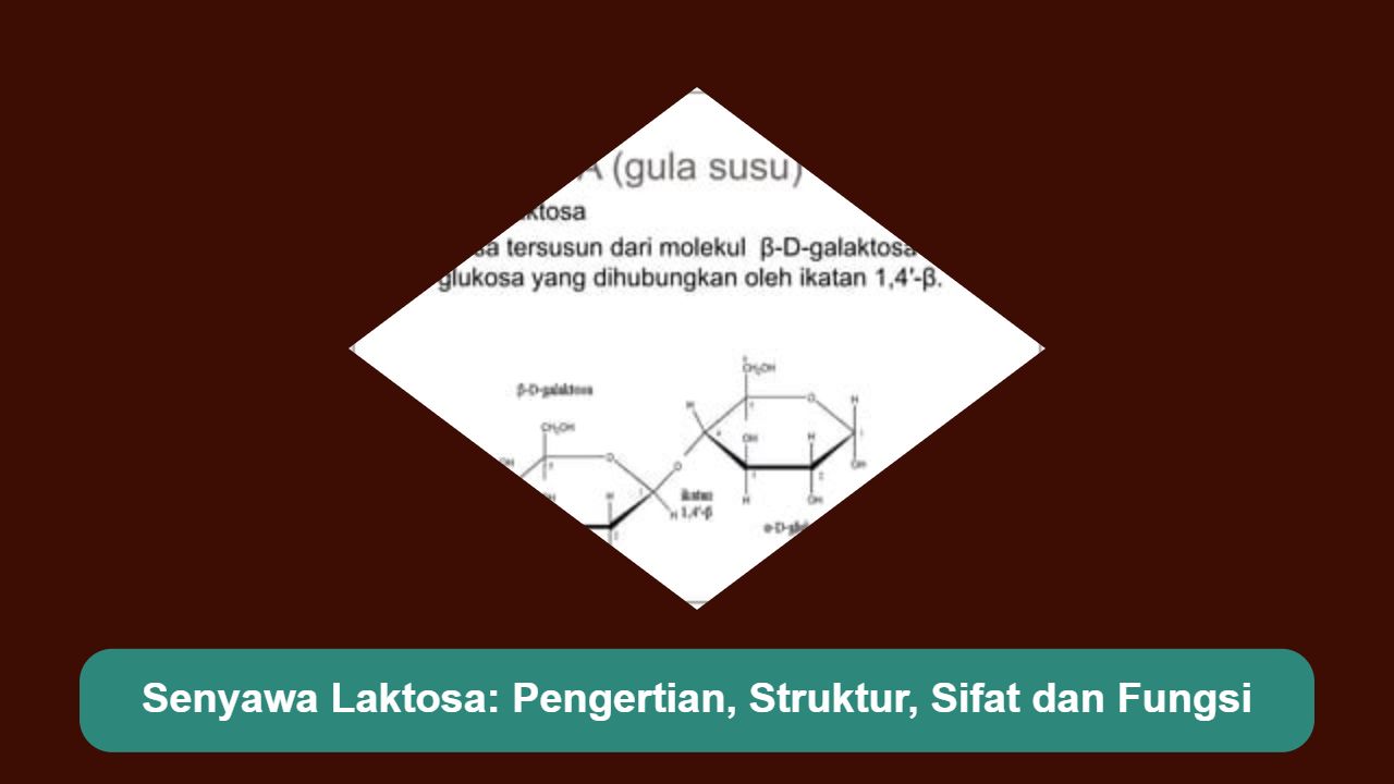 Senyawa Laktosa: Pengertian, Struktur, Sifat dan Fungsi