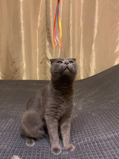 кот ловит мышь. коты и мыши. "беспризорная кошка". стих про кота и мышь. кошки-мышки.