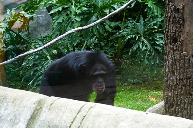 Chimpancé