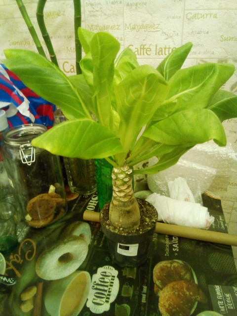 IMG-20221020-201220.jpg
