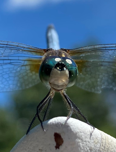 IMG-1599