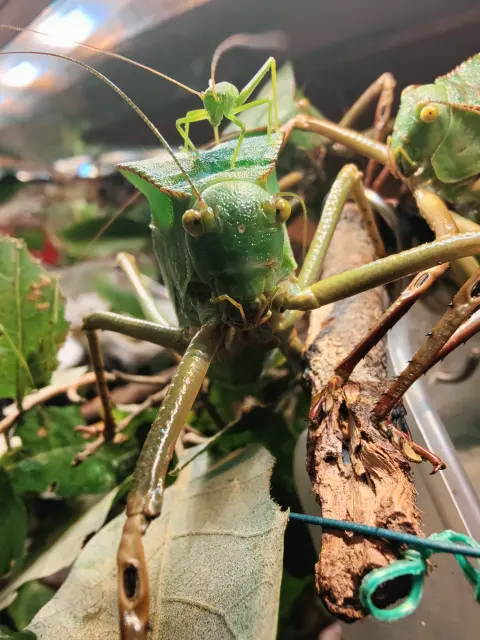 katydids