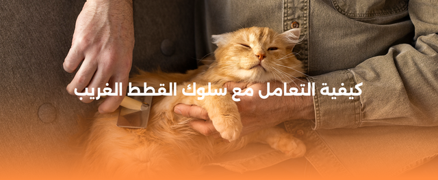سلوك القطط الغريب