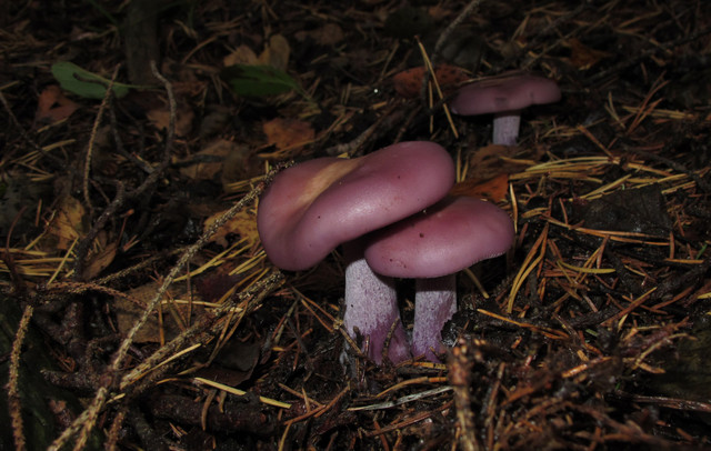 Clitocybe nuda
