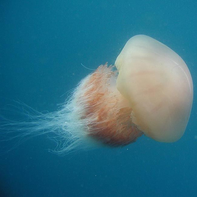Album-Jellyfish-Rule