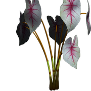 Twins72-Flower3