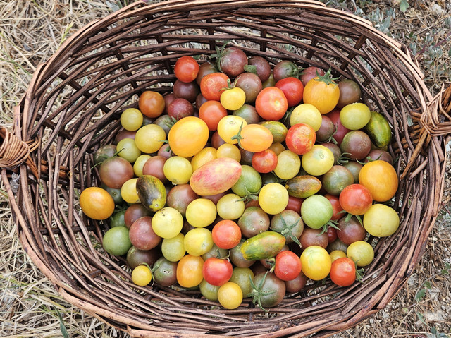 Mix-cherry-tomatoes