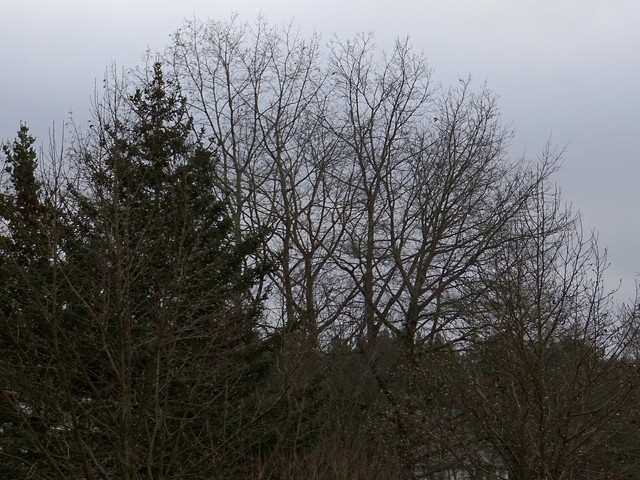 DSC09785.jpg