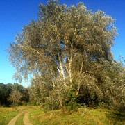 IMG-4137