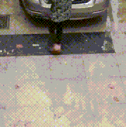 melon.gif