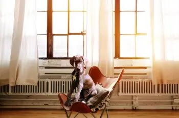 Essential Supplies for Welcoming a Great Dane Puppy Home