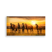 703487-Cavalos-Ana