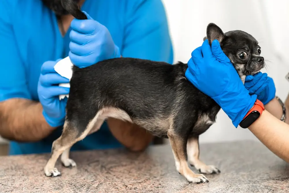 Anal Gland Supplements for Dogs: What Pet Owners Should Know
