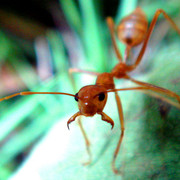 weaver-ant
