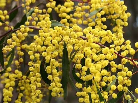 Wattle